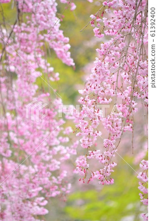 Drooping cherry tree 61392400