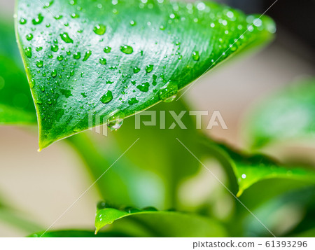 Waterdrops and leaves Waterdrops and leaves 61393296