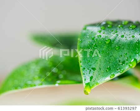 水滴和葉子 水滴和葉子 61393297