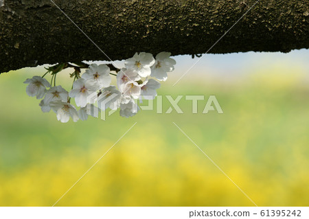 Tottori four seasons walk spring Qingdao 61395242