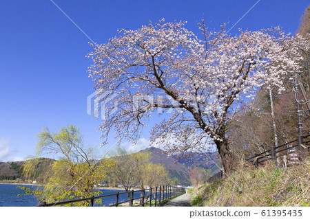 山梨縣富士河口湖町河口湖岸大石公園盛開的櫻花 山梨縣富士河口湖町河口湖岸大石公園盛開的櫻花 61395435