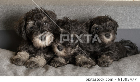 Three schnauzer puppies laying on the sofa, close 61395477