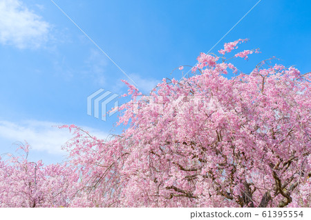 [攝影素材]：櫻花，垂枝櫻花，盛開，四月，春天的圖像 61395554