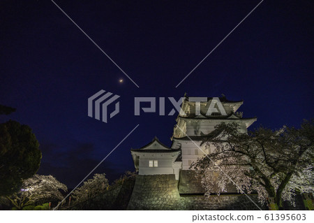 （神奈川縣）櫻花盛開，小田原城照亮 61395603