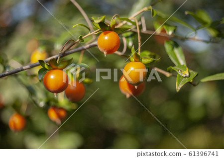 Fresh seeds of Tokiwaki 61396741