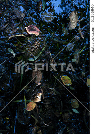 落葉漂浮在池塘里 落葉漂浮在池塘里 61396940