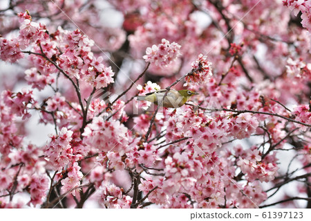 櫻花和mezzo 61397123