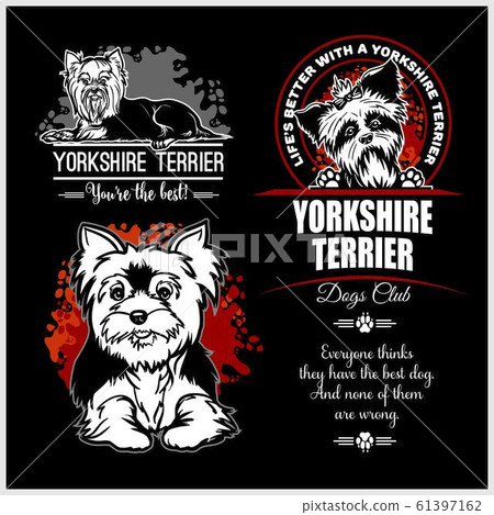 Yorkshire Terrier - vector set for t-shirt, logo and template badges 61397162