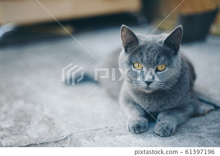 cat lying on the floor. Gray animal. Muzzle close-up. The concept of alternative medicine, allergies, antidepressants, Pets cat lying on the floor. Gray animal. Muzzle close-up. The concept of alternative medicine, allergies, antidepressants, Pets 61397196