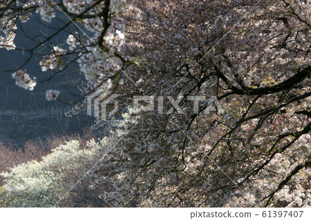 Tottori four seasons walk spring Qingdao 61397407