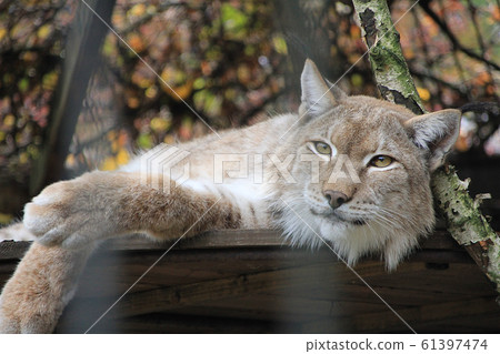 Portrait of an animal lynx. Portrait of an animal lynx. 61397474