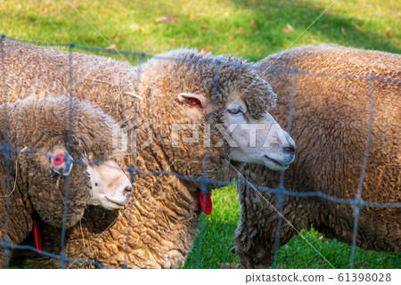 Sapporo Hitsujigaoka Observation Deck Sheep 61398028