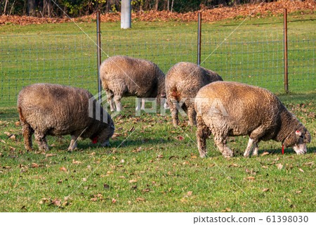 札幌市立高岡展望台羊 61398030