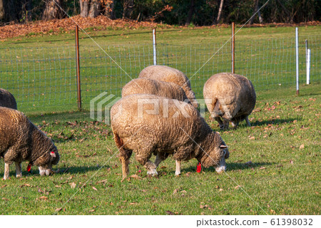 Sapporo Hitsujigaoka Observation Deck Sheep Sapporo Hitsujigaoka Observation Deck Sheep 61398032