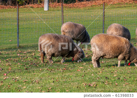 札幌市立高岡展望台羊 61398033
