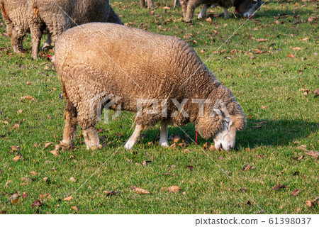 Sapporo Hitsujigaoka Observation Deck Sheep 61398037