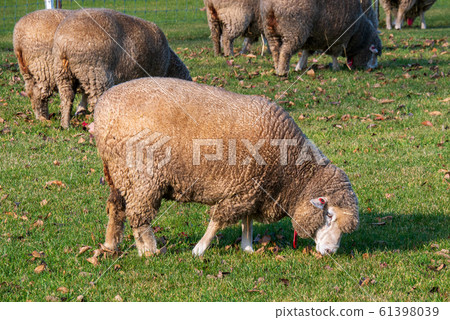 Sapporo Hitsujigaoka Observation Deck Sheep 61398039