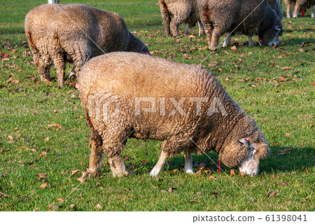 Sapporo Hitsujigaoka Observation Deck Sheep 61398041