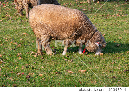 Sapporo Hitsujigaoka Observation Deck Sheep 61398044