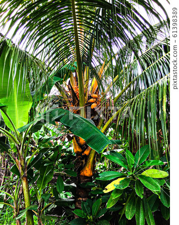 Balinese palm tree Balinese palm tree 61398389