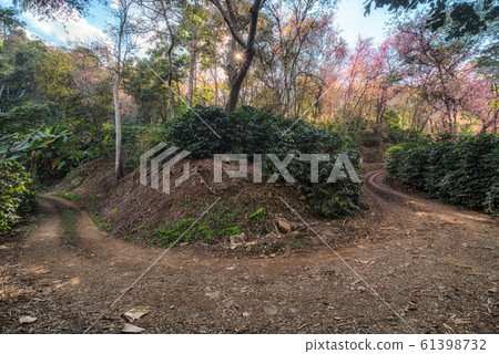 The scenery of the curved path at Doi Chang with coffee plantation and pink cherry blossom. The scenery of the curved path at Doi Chang with coffee plantation and pink cherry blossom. 61398732
