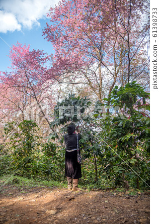An Akha people harvesting arabica coffee beans at Doi Chang in Chiang Rai, Thailand. 61398733