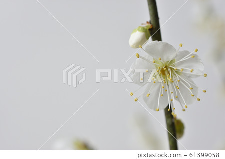 White plum 61399058