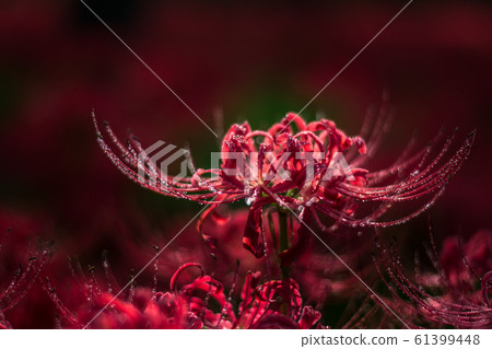 集群銀行6 61399448