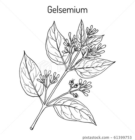 Gelsemium elegans, medicinal plant 61399753