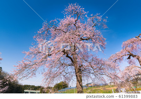Rifu Fujita盛開的櫻花盛開 61399883