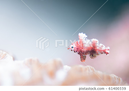 Bella Bella 61400339