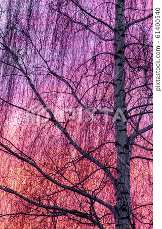 Deciduous tree without leaves ad colorful evening sky Deciduous tree without leaves ad colorful evening sky 61400540