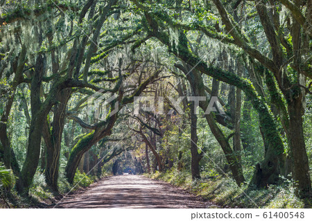 Trees alley Trees alley 61400548