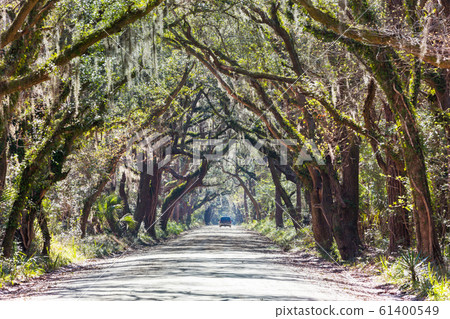 Trees alley Trees alley 61400549