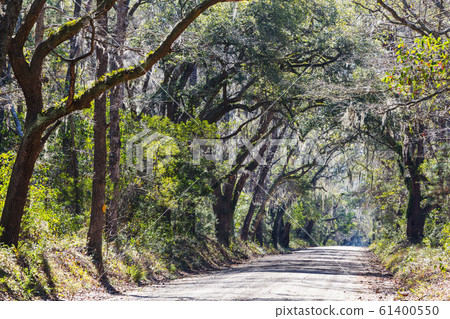 Trees alley Trees alley 61400550