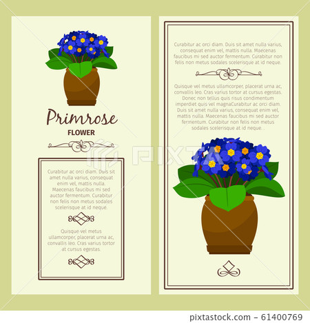 Greeting card with primrose plant 61400769