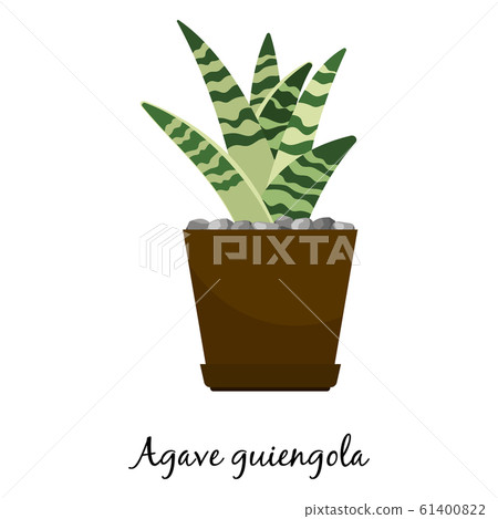 Agave guiengola cactus in pot Agave guiengola cactus in pot 61400822