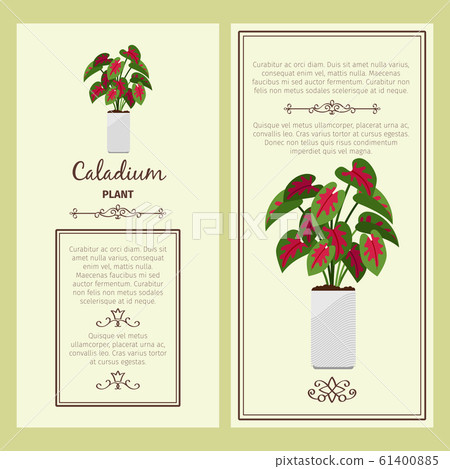 Greeting card with caladium plant 61400885