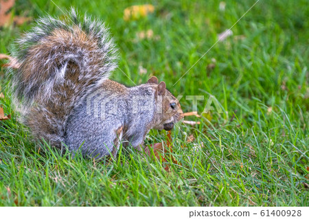 "New York" Central Park squirrel 61400928