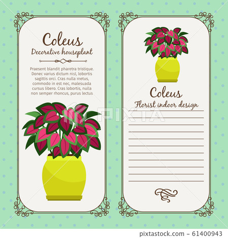 Vintage label with coleus plant 61400943