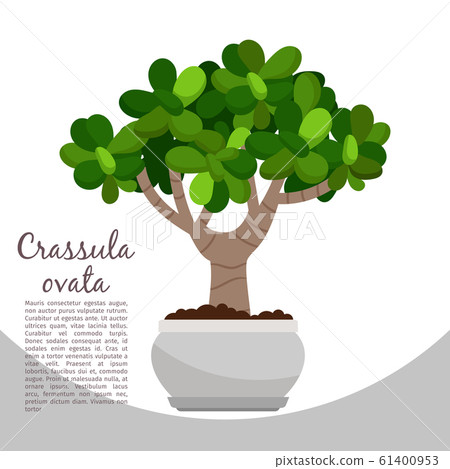 Crassula ovata plant in pot banner 61400953
