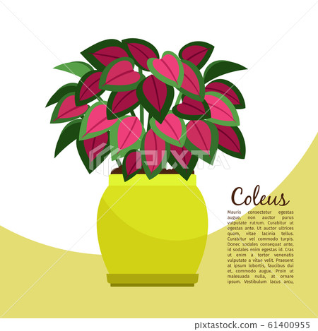 Coleus plant in pot banner Coleus plant in pot banner 61400955