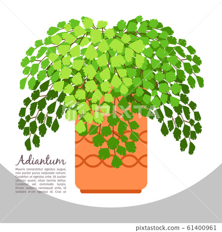 Adiantum indoor plant in pot banner 61400961