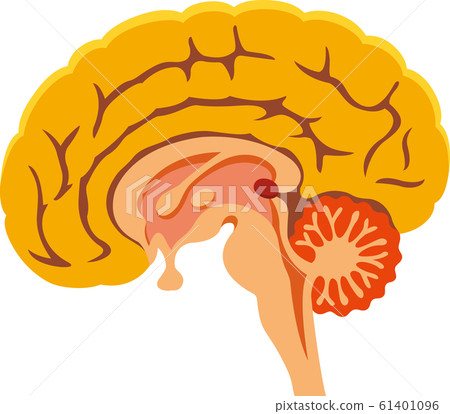 hippocampus anatomy cross section