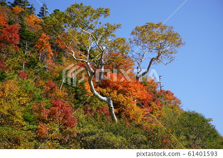 Let's go in the autumn Hachimantai 61401593