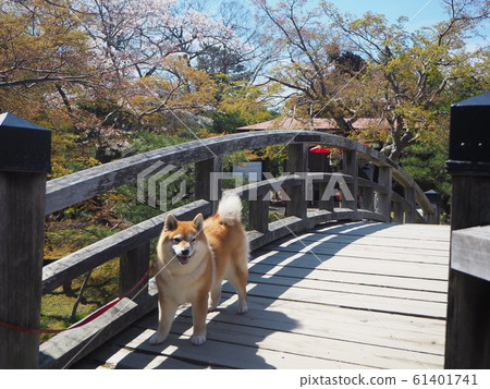 At Hikone Castle At Hikone Castle 61401741