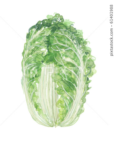 Cabbage 61401988