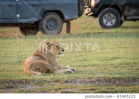 Lioness lies on grass near jeeps Lioness lies on grass near jeeps 61403225