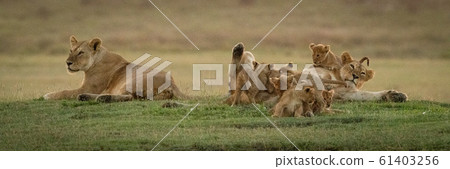 Lioness lies beside another mobbed by cubs 61403256