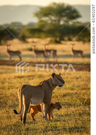 Lioness and cub stand near impala harem Lioness and cub stand near impala harem 61403297